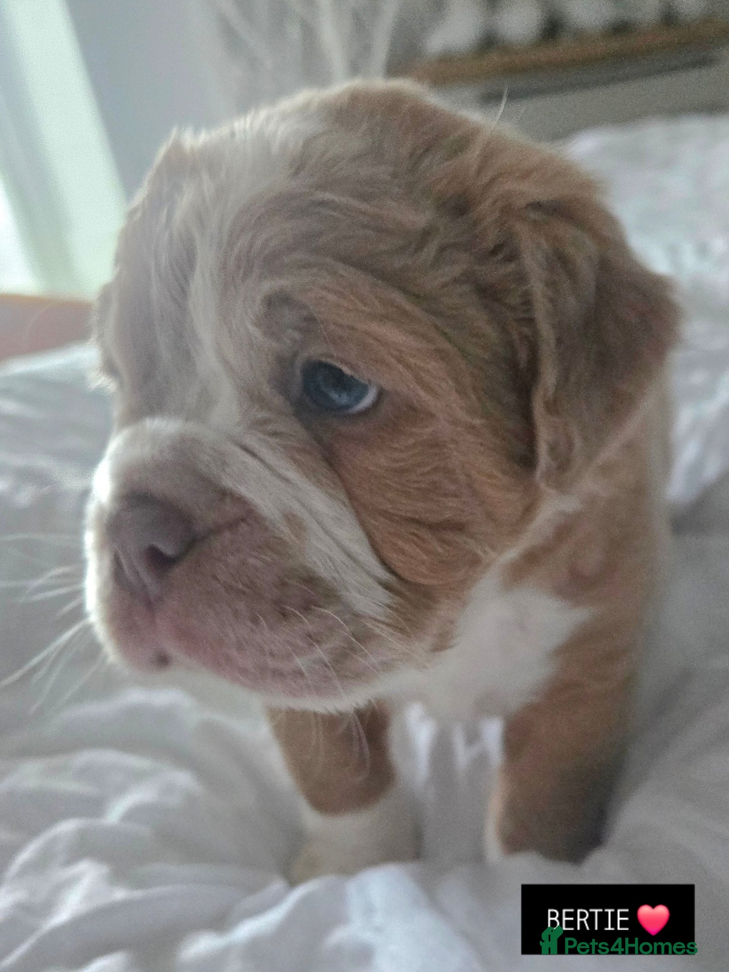 Olde English Bulldogge dogs Fluffy Old English Bulldog (NOT XL) Woolly Bullys - Advert 1