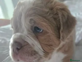 Olde English Bulldogge dogs Fluffy Old English Bulldog (NOT XL) Woolly Bullys - Advert 11