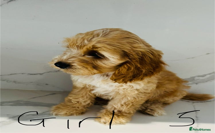 Cockapoo dogs - Advert 9