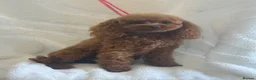 Toy Poodle dogs for sale: Gorgeous Asian Type Toy Poodle  - Advert 5