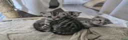 Bengal cats for sale: Beautiful Snow Bengal X Scottish Fold Kittens - Advert 17