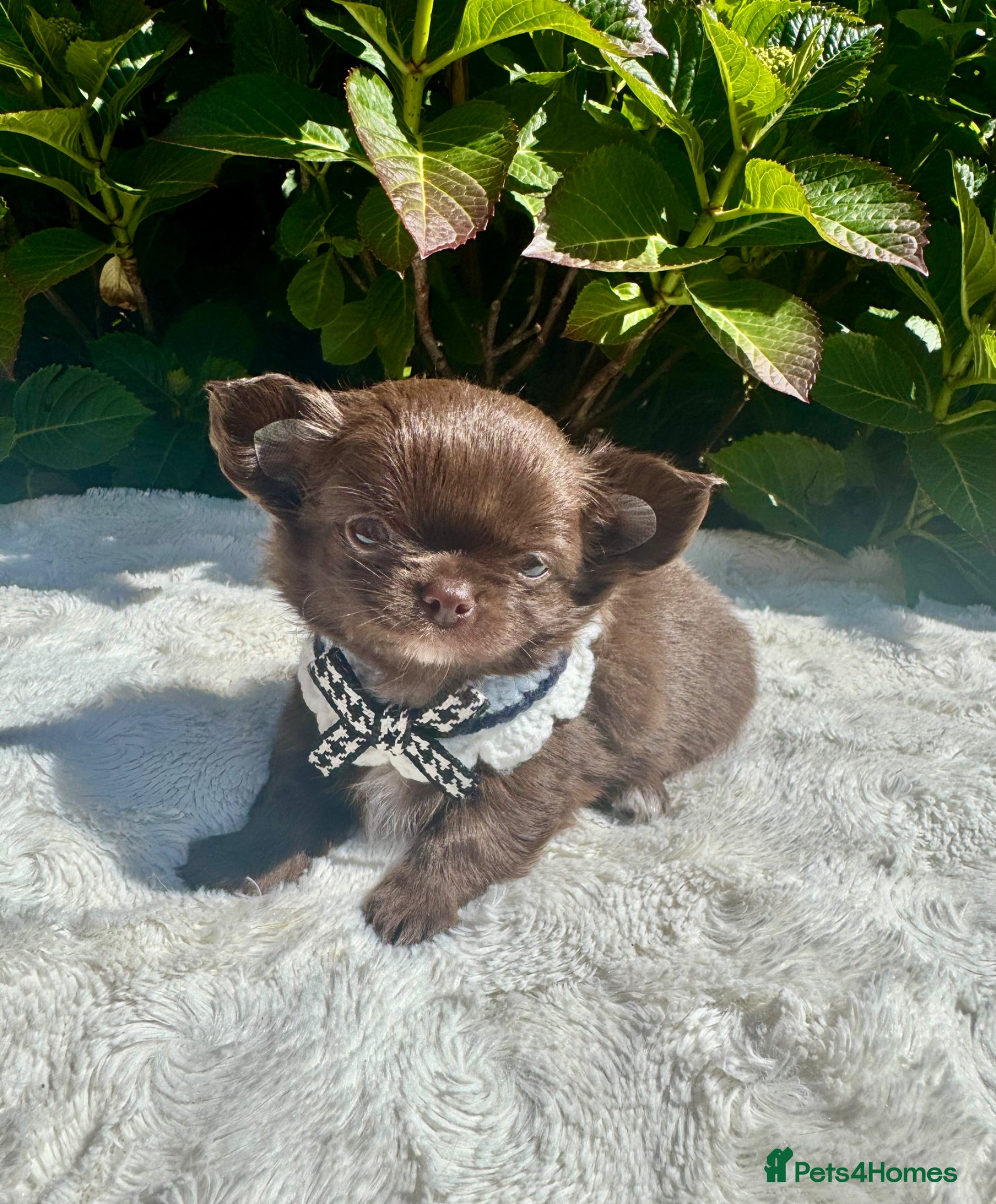 Chihuahua dogs 💙🤎 Unique KC LC Choco Chihuahuas, 2 Boys 🤎💙 - Advert 2