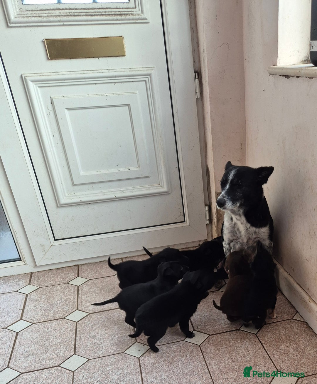 Mixed Breed dogs for sale: Kelpie cross collie pups.  - Advert 2