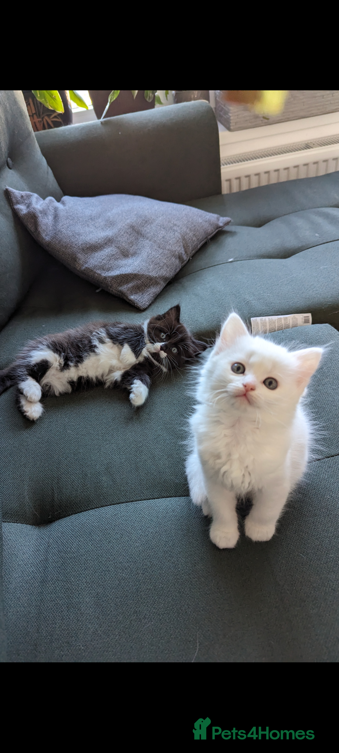 Ragdoll cats for sale: Ragdoll kittens - Advert 9