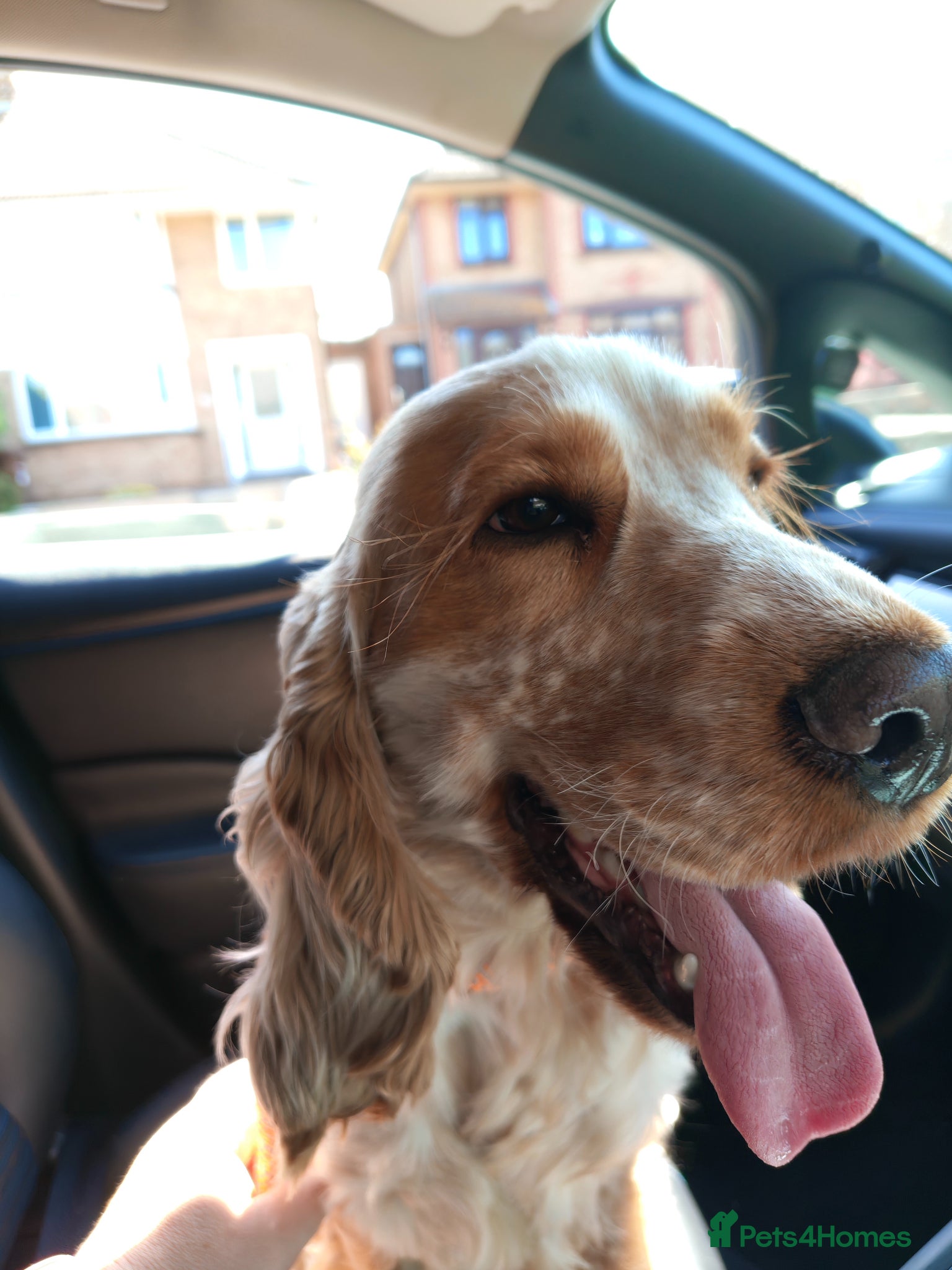 Cocker Spaniel dogs 🌟 Stunning Orange Roan Cocker for Stud 🌟 - Advert 4