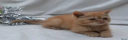 Persian cats for sale: (1 LEFT) Adorable Purebred Persian Kittens!!! - Advert 2