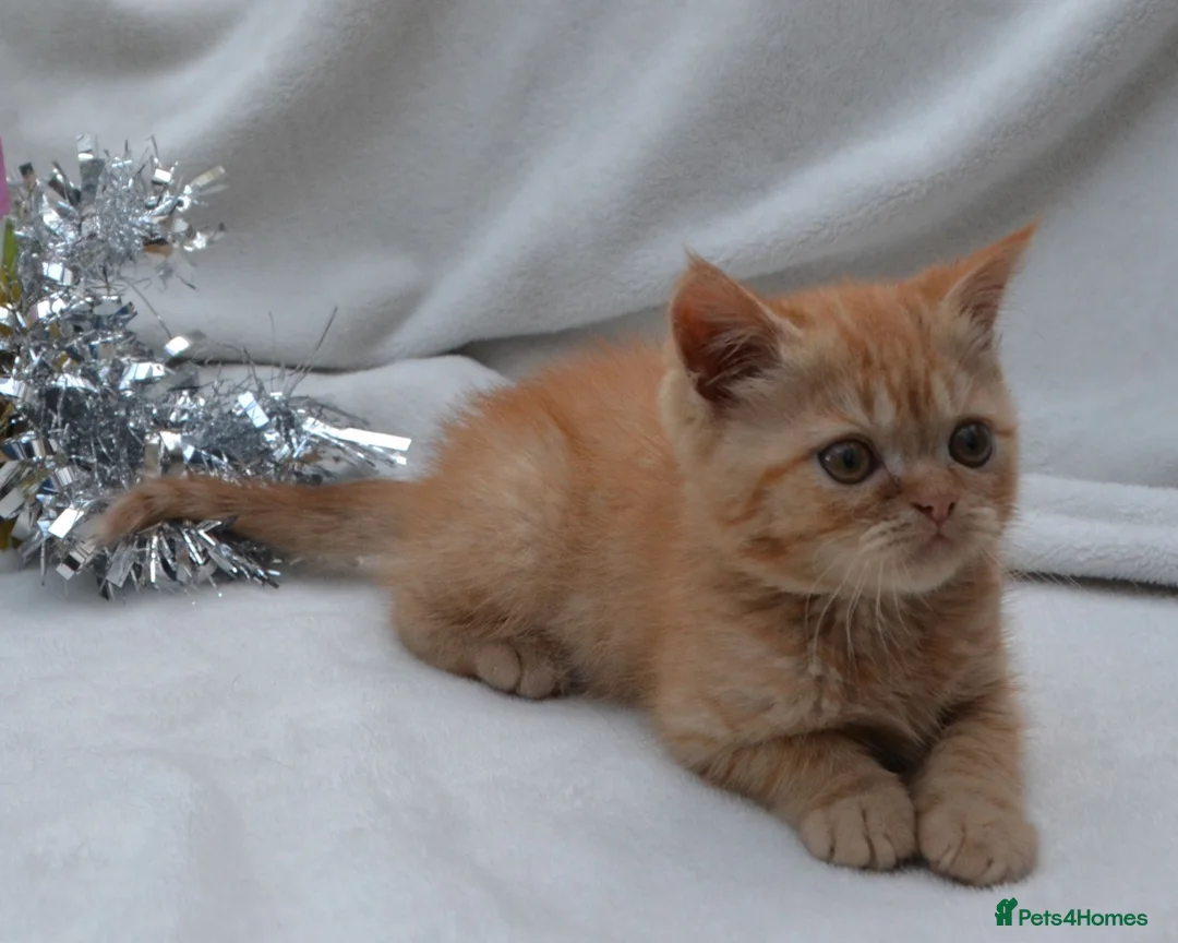 Persian cats for sale: (1 LEFT) Adorable Purebred Persian Kittens!!! - Advert 2