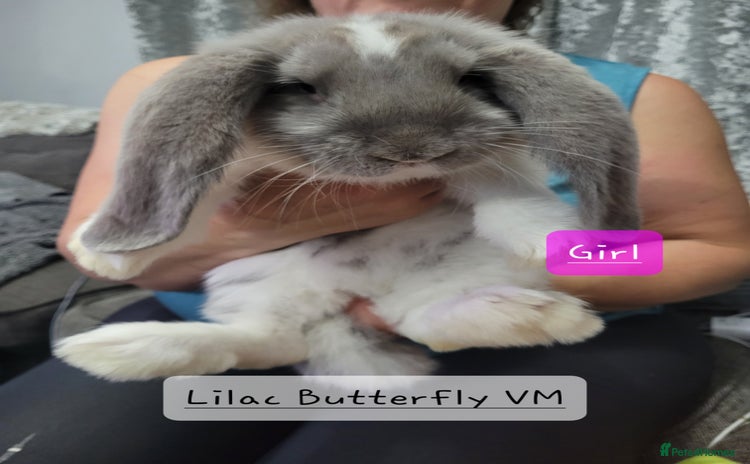 French Lop rabbits - Advert 4