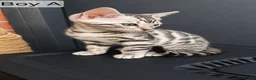 Bengal cats for sale: 🐆 Stunning Bengal Kittens – Gorgeous Rosettes - Advert 17