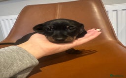 Dachshund dogs for sale: Chunky Standard Homebred Dachshunds - Image 18