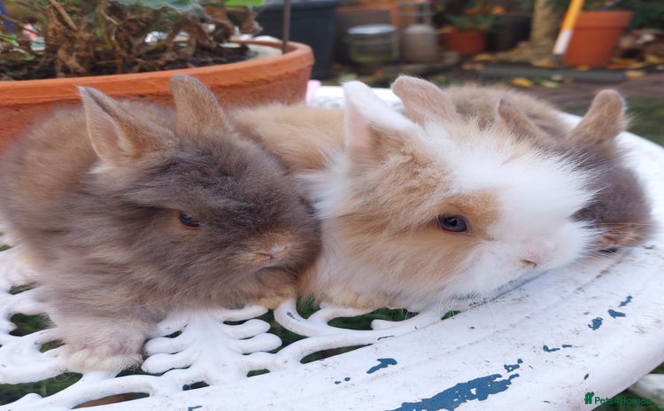 Lionhead rabbits - Advert 1