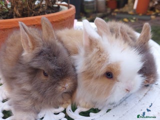 Lionhead rabbits for sale - Advert 1