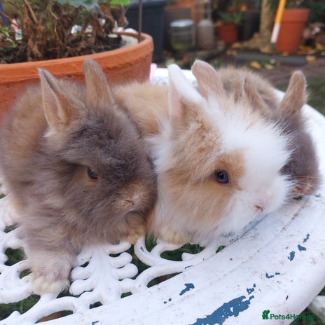 Lionhead rabbits - Advert 1