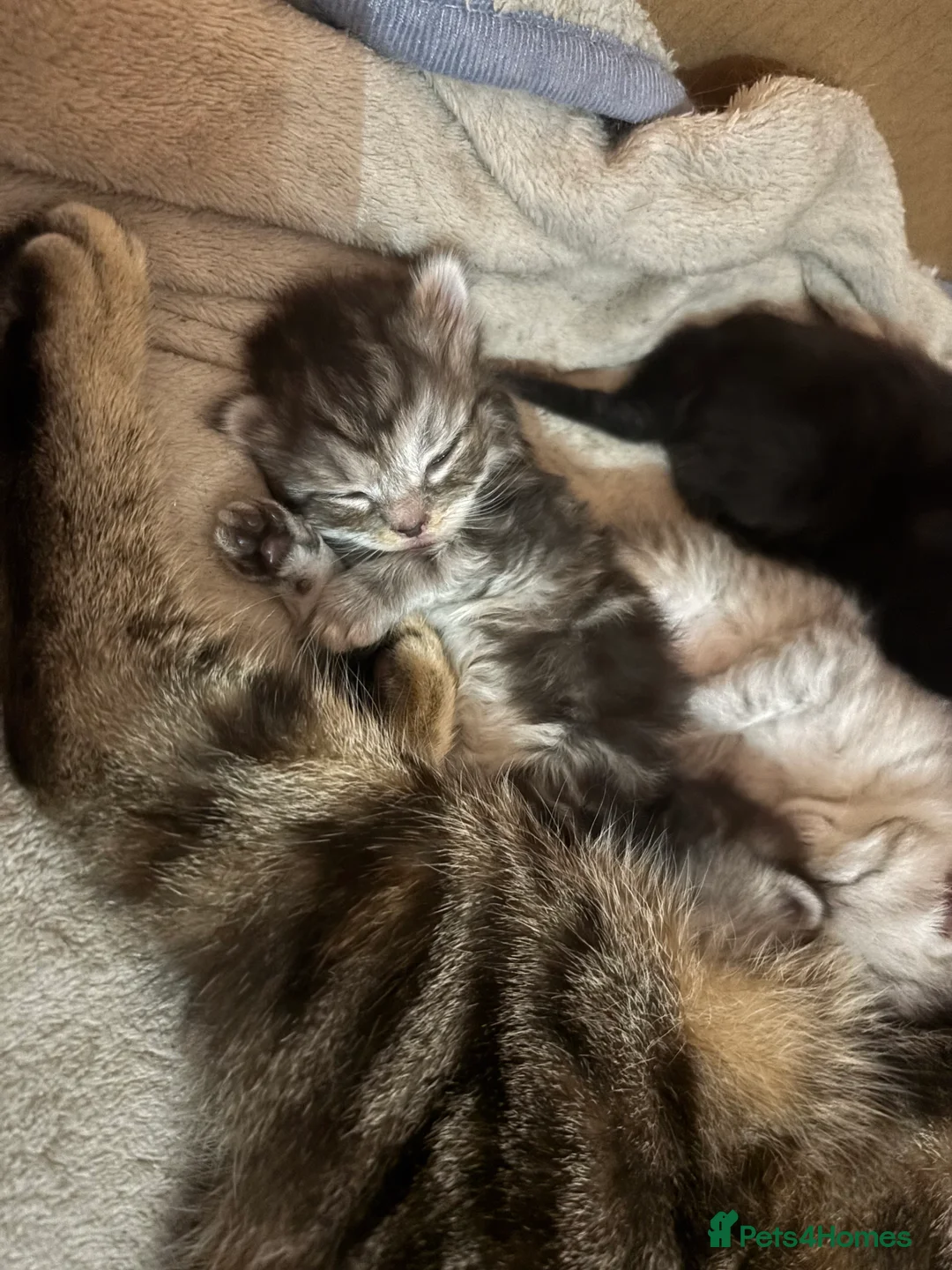 Mixed Breed cats for sale: Mixed breed kittens- ragdoll and tabby - Advert 9