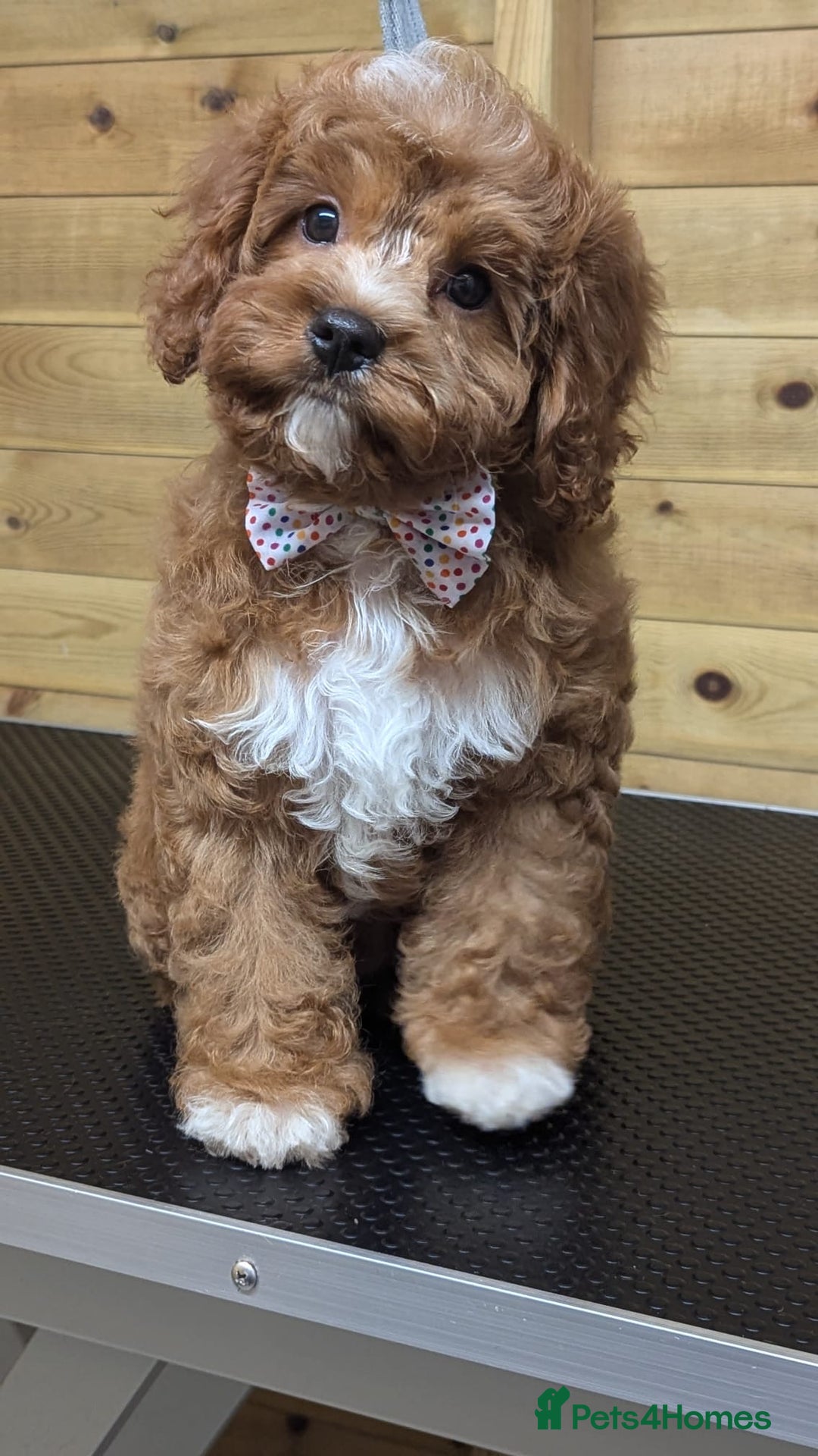 Gallery Image {{count}}