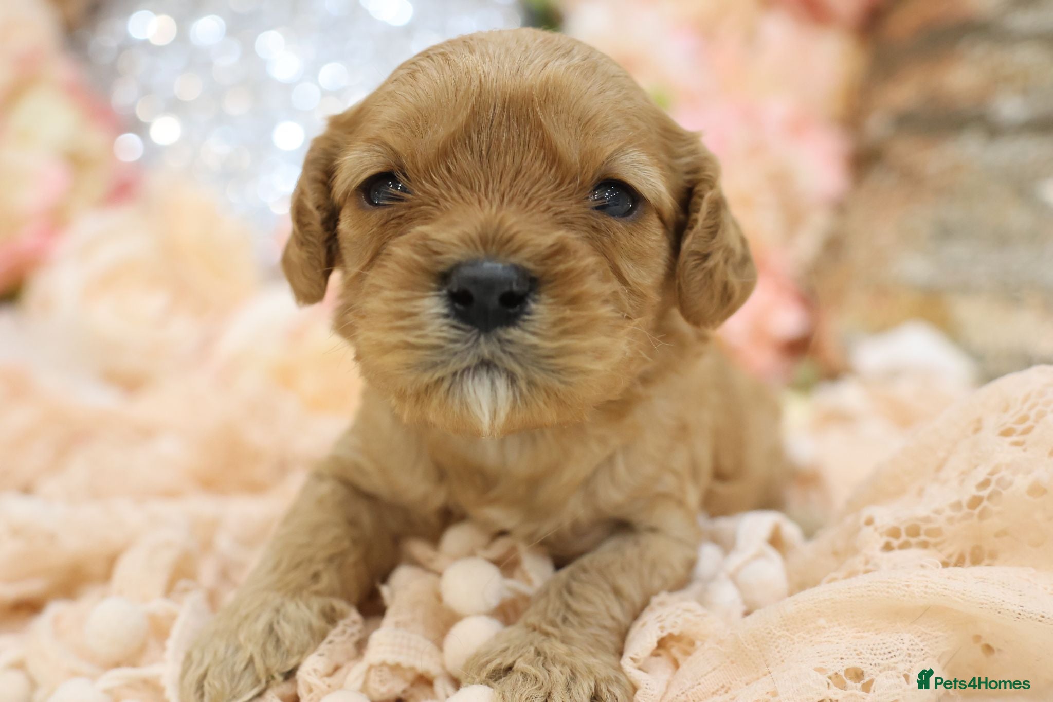 Cavapoo dogs *Health tested* F1 Cavapoos - Advert 9