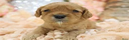 Cavapoo dogs for sale: *Health tested* F1 Cavapoos in Wisbech - Advert 1
