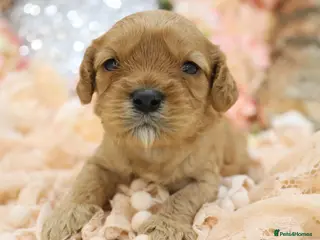 Cavapoo dogs *Health tested* F1 Cavapoos - Advert 2