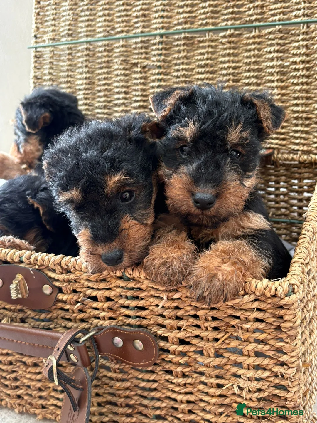 Welsh Terrier dogs for sale: Welsh terriers excellent pedigree  - Advert 5