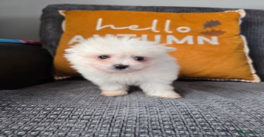 Mixed Breed dogs - Advert 7