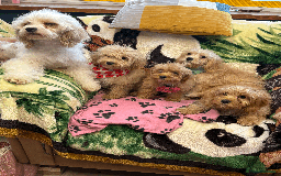 Cavachon dogs for sale: Fluffball Cavapoos ready to go 💕 - Image 20