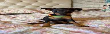 Miniature Pinscher 4 Max