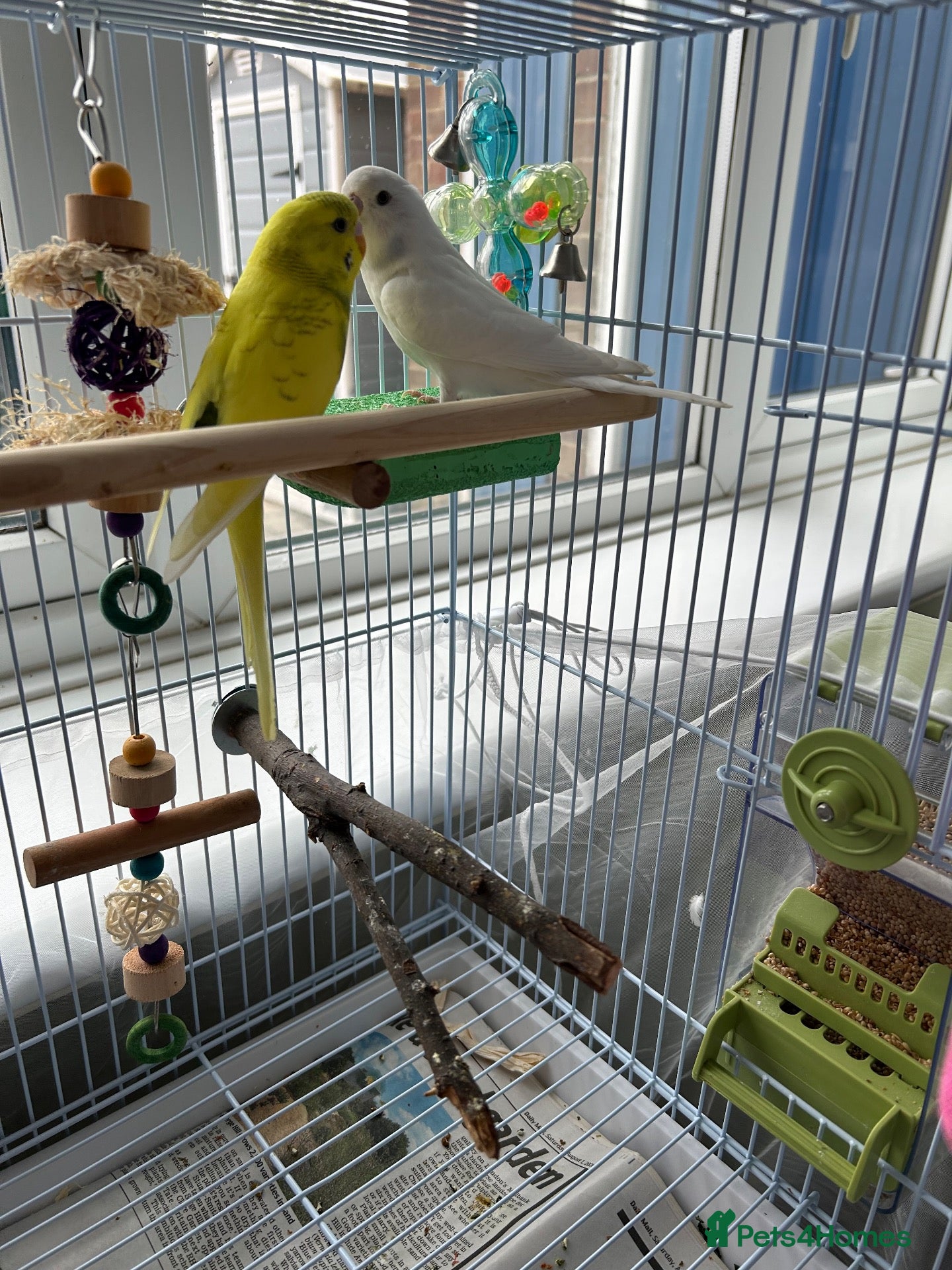 Budgerigars birds Two budgies  - Advert 1