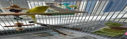 Budgerigars birds for sale: Two budgies  in Leighton Buzzard - Advert 1