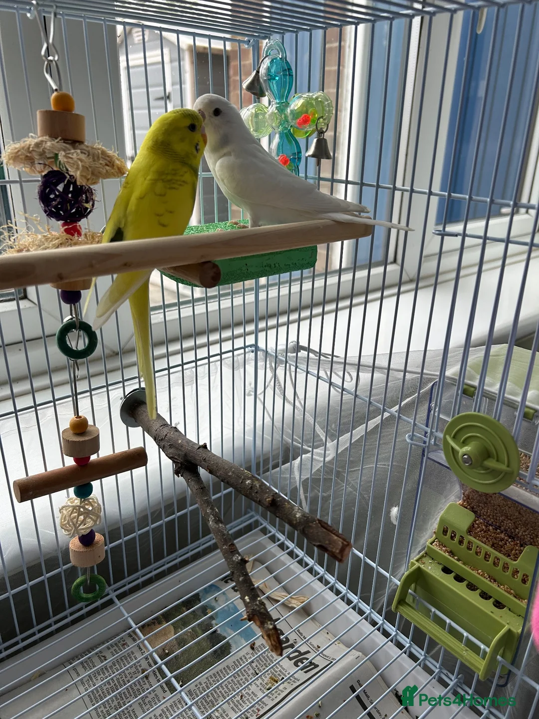 Budgerigars birds for sale: Two budgies  in Leighton Buzzard - Advert 1