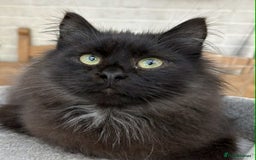 Siberian cats for sale: TICA reg Siberian kittens  - Image 1