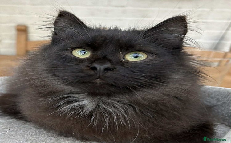 Siberian cats - Advert 3