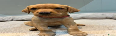 Labrador Retriever Puppy 5