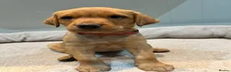 Labrador Retriever dogs for sale: Alan Jarvis Line Working Fox Red Labrador Puppies  - Advert 9