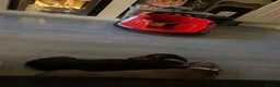 Miniature Dachshund dogs for sale: Adult Miniture dachshund girl rose  - Advert 3
