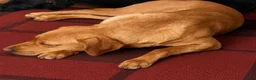 Labrador Retriever dogs for sale: 🐶 KC, DNA Clear Labrador retriever pups ⭐ - Advert 4