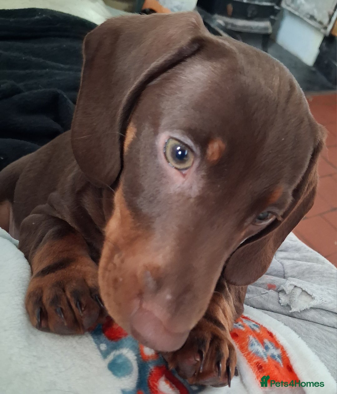 Dachshund dogs for sale: Mini dachshund for sale  - Advert 5
