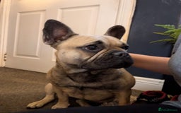 French Bulldog dogs for sale: Beautiful French bulldog - Image 1