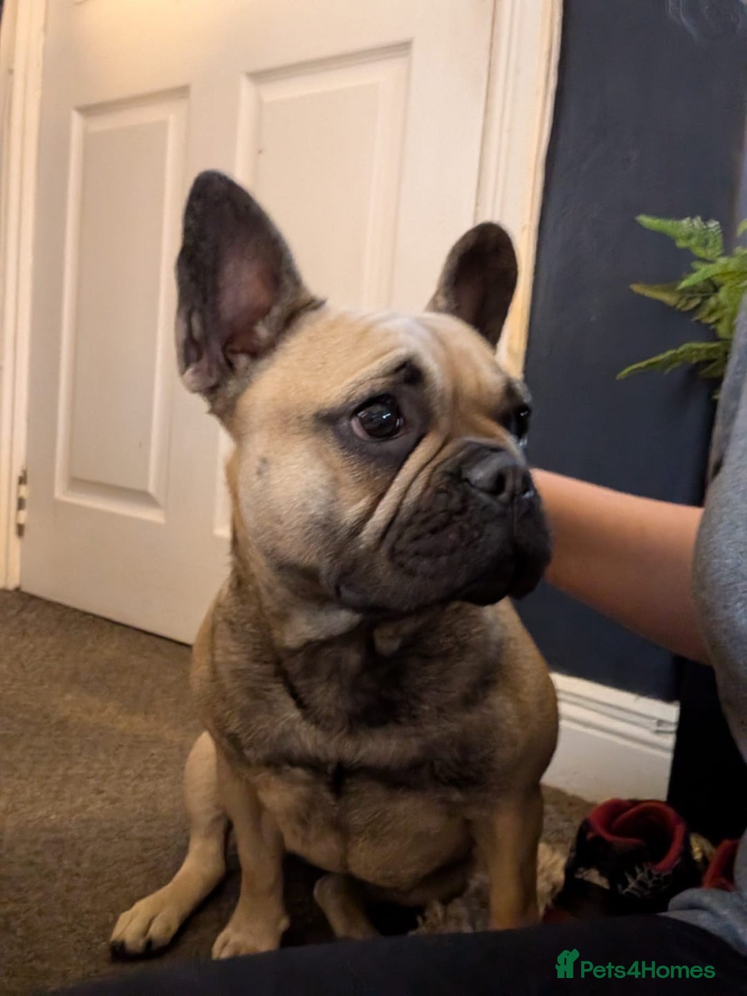 French Bulldog dogs for sale: Beautiful French bulldog - Image 1