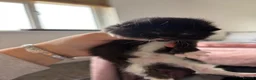 Mixed Breed cats for sale: Kittens  - Advert 8