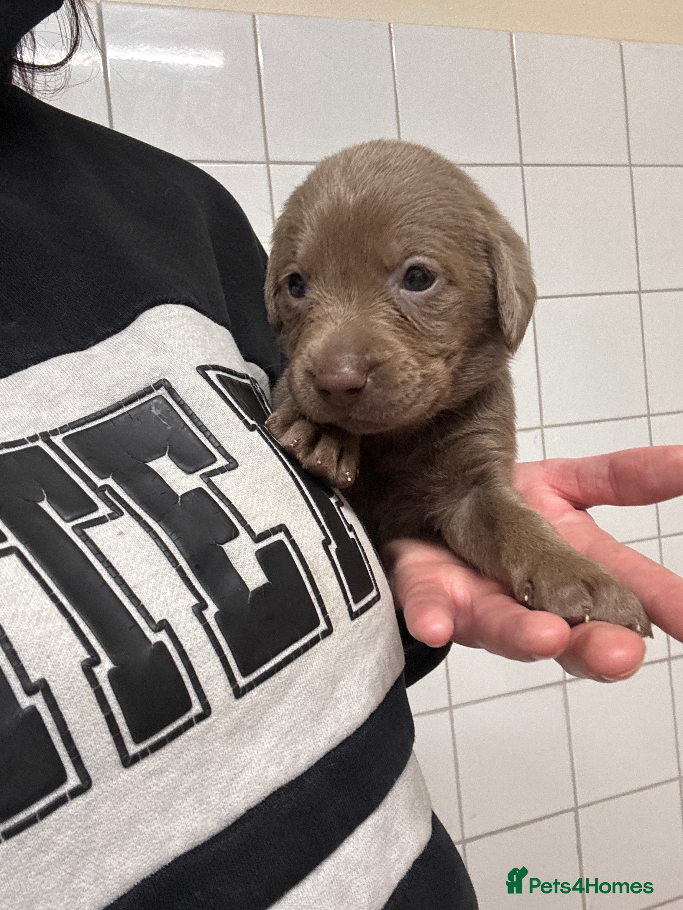 Labrador Retriever dogs for sale: KC registered Silver Labrador puppies  - Advert 6