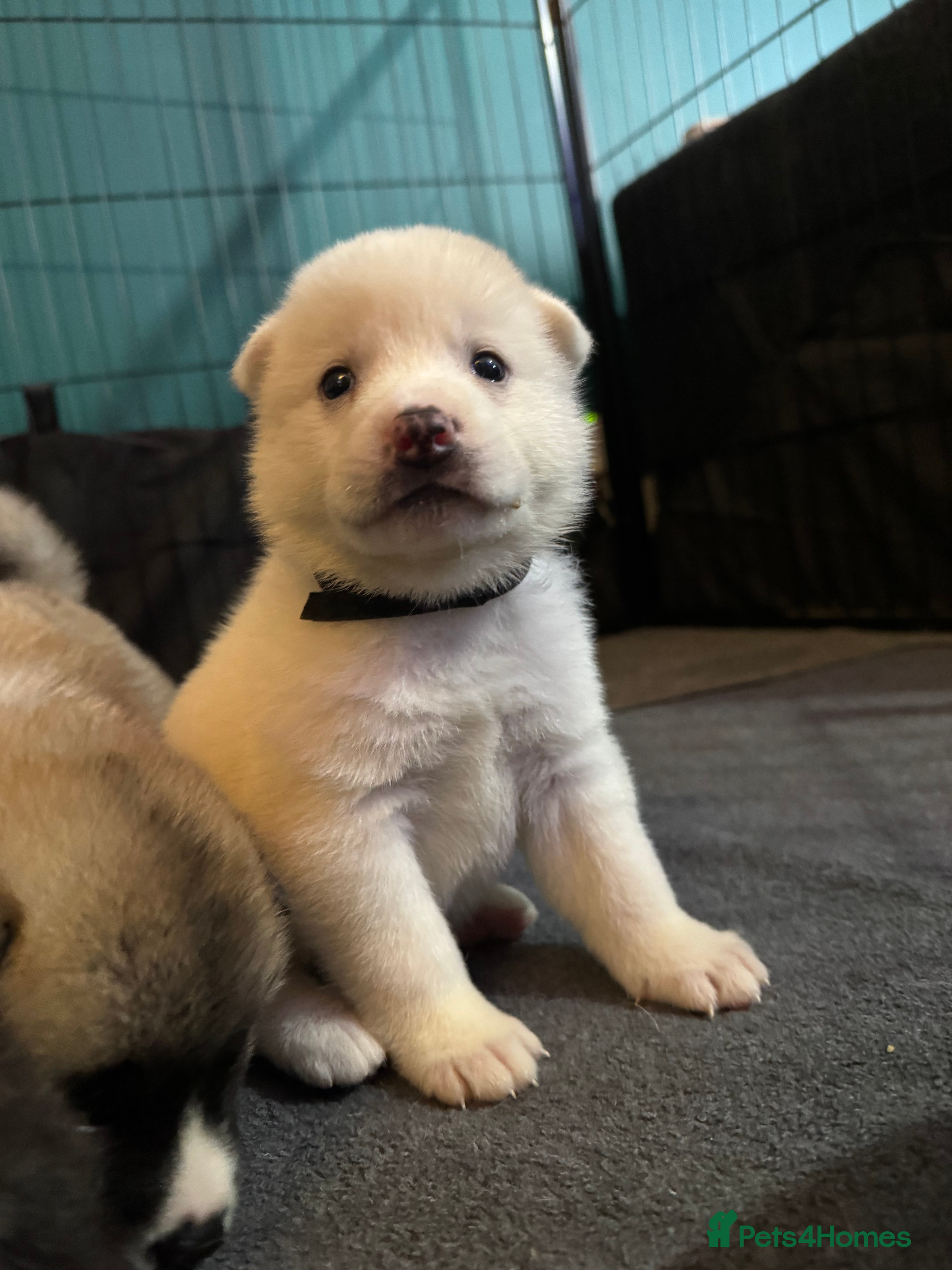 Japanese Akita Inu dogs 7 Japanese akitas  - Advert 2