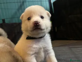 Japanese Akita Inu dogs 7 Japanese akitas - Advert 2