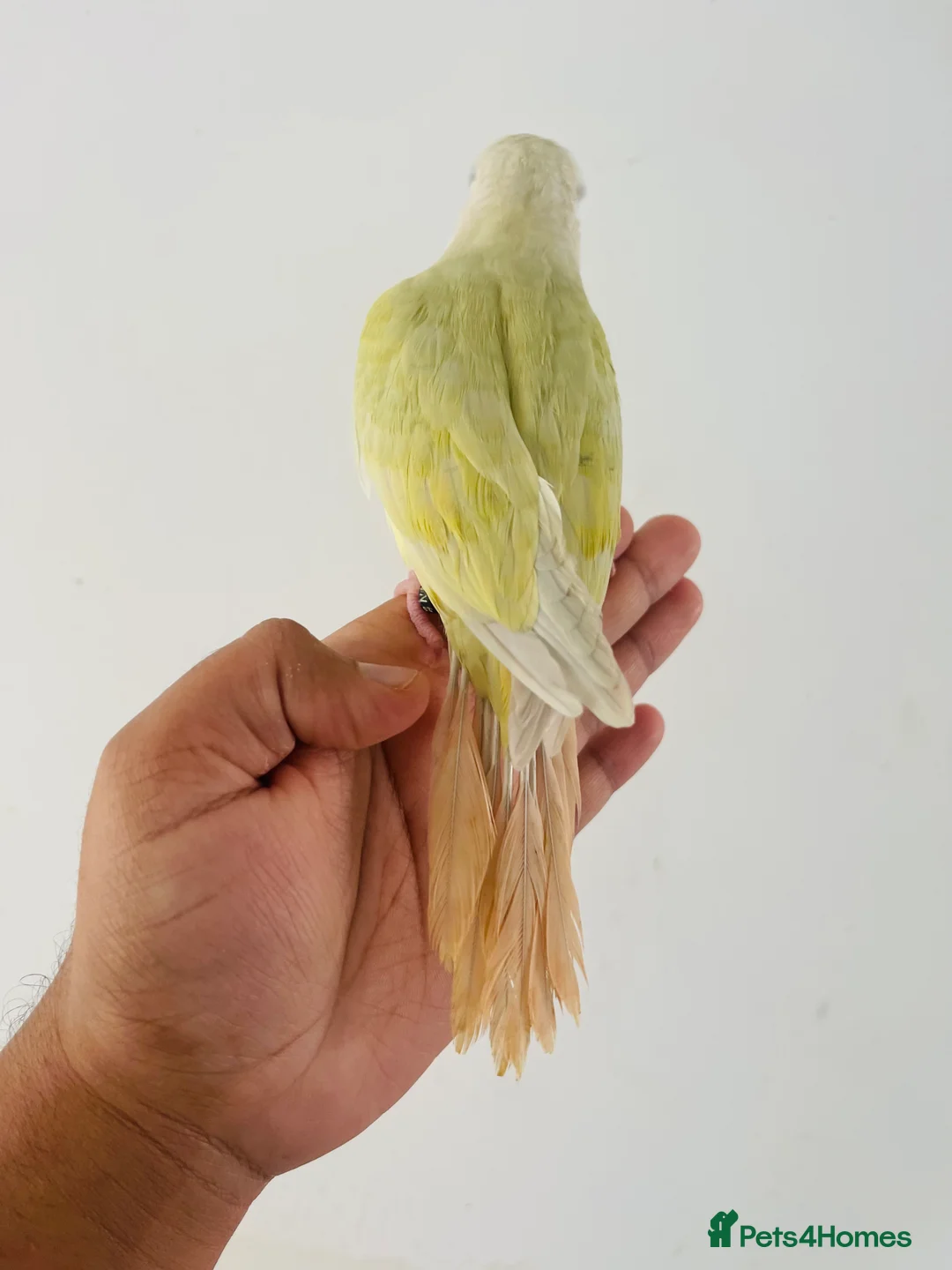 Conures birds for sale: Hand reared conure for sale  - Advert 26