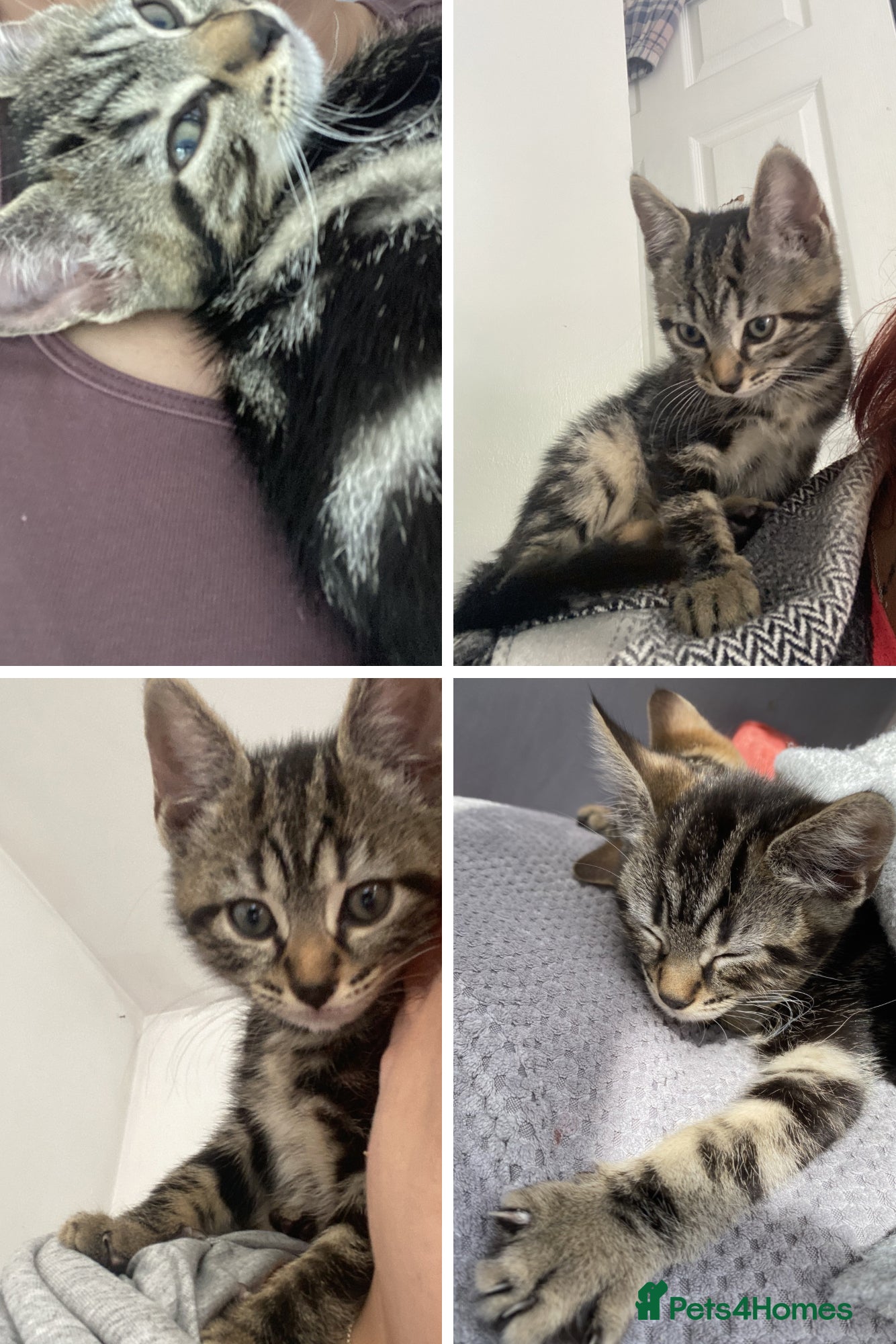 Bengal cats Male Bengal kittens, needing  a ❤️🏡 - Advert 6