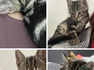 Bengal cats Male Bengal kittens, needing a ❤️🏡 - Advert 1