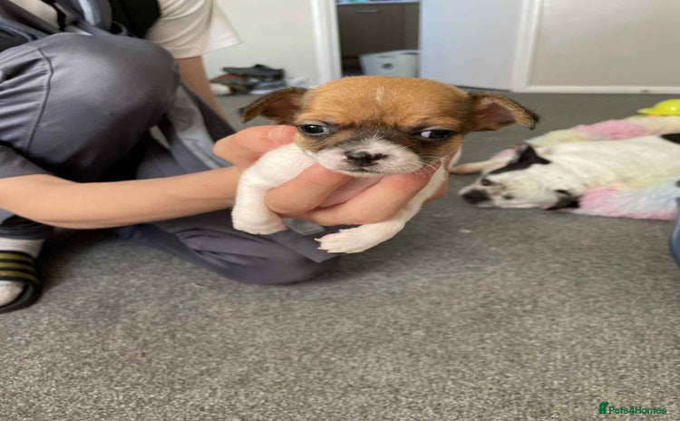 Chihuahua dogs - Advert 16