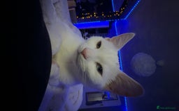 Khao Manee cats for sale: Cat For Sale - Image 2