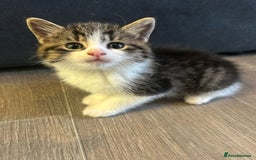 Mixed Breed cats for sale: Gorgeous Maine coone cross kittens! - Image 12