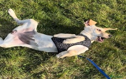 Mixed Breed dogs for adoption: Sika (Labrador/Pointer mix) - Image 9