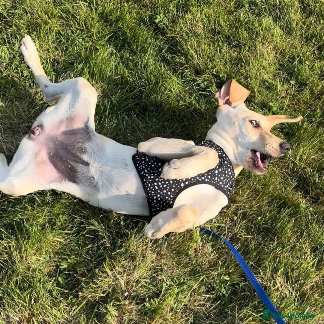 Mixed Breed dogs for adoption: Sika (Labrador/Pointer mix) - Image 9